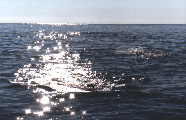 ������ ����