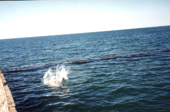 ������ ��� �� ������